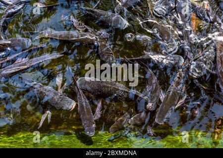 Mouvement des poissons de carpe de fantaisie dans un étang. Palais aquatique Tirta Gangga. Bali, Indonésie Banque D'Images