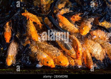 Mouvement des poissons de carpe de fantaisie dans un étang. Palais aquatique Tirta Gangga. Bali, Indonésie Banque D'Images