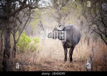 Buffle dans une clairière. Région de l'Afrique du Sud, Kruger. Le bison est l'un des cinq grands animaux d'Afrique du Sud Banque D'Images