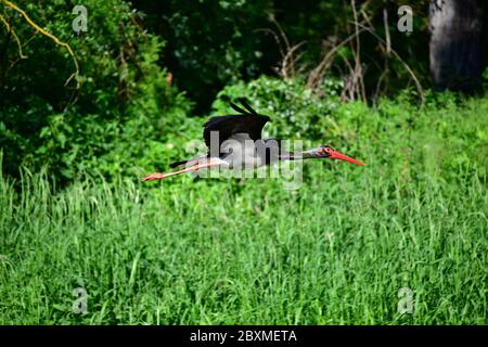 Ciconie noire (Ciconia nigra) en vol au-dessus de la forêt. Zone protégée de Mars-Thaya-Auen. Autriche Banque D'Images