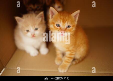 Une famille de petits chatons est assis dans une boîte en carton. Banque D'Images