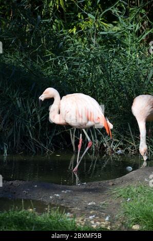 Belle plus grande flamants roses dans le zoo Banque D'Images