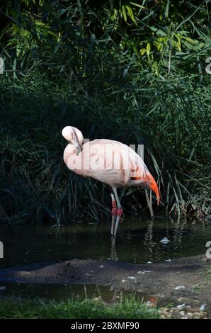 Belle plus grande flamants roses dans le zoo Banque D'Images