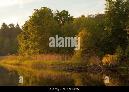 Paysage avec arbre tombé et herbe près de la rivière. Nature estonienne sur la rivière appelée Pirita. Coucher de soleil orange sur la rivière Banque D'Images