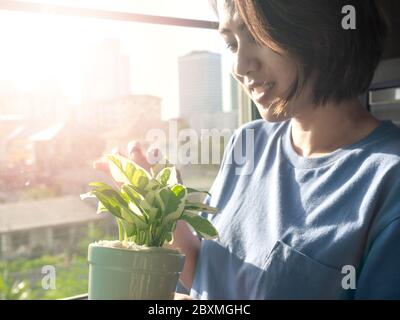 Plantes vertes en pot dans les belles mains de femme asiatique heureuse près de la fenêtre à l'appartement le matin avec la lumière du soleil, le contre-jour et le style de lumière du soleil. Banque D'Images