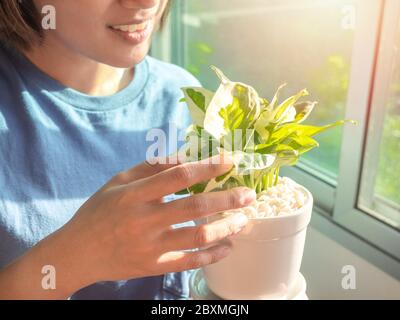 Plantes vertes en pot dans les belles mains de femme asiatique heureuse près de la fenêtre à l'appartement le matin avec la lumière du soleil, le contre-jour et le style de lumière du soleil. Banque D'Images