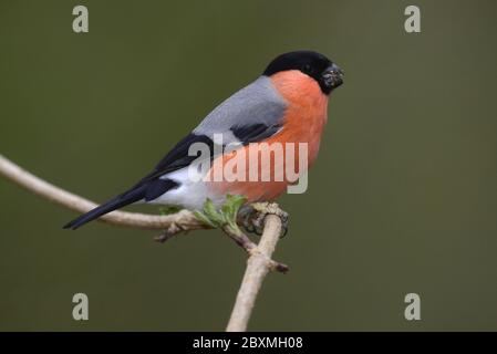 Bouvreuil pivoine Banque D'Images