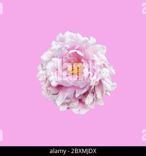 Fleur de pivoine isolée sur fond rose. Banque D'Images