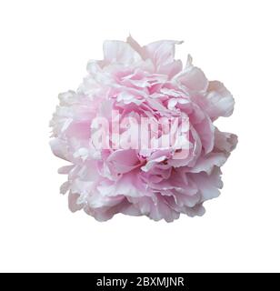 Pivoine rose isolée sur blanc. Banque D'Images