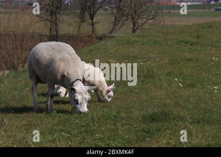 Les nouveau-nés agneaux dans l'herbe le long de la digue pendant le printemps aux pays-Bas Banque D'Images