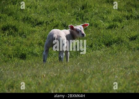 Les nouveau-nés agneaux dans l'herbe le long de la digue pendant le printemps aux pays-Bas Banque D'Images