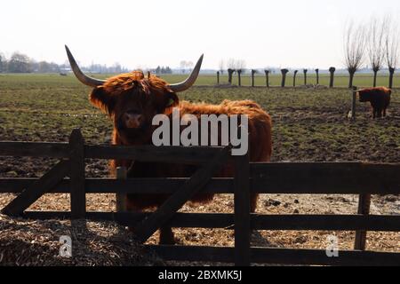 Scottish highlanders bétail avec grand corne coloré par la lumière du soleil dans un pâturage à Arkel aux pays-Bas Banque D'Images