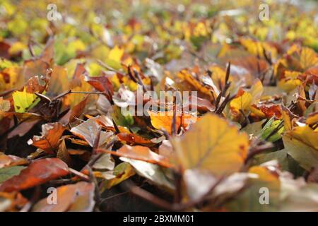 Feuilles brunes, orange et jaunes au soleil sur une haie de Beech aux pays-Bas Banque D'Images