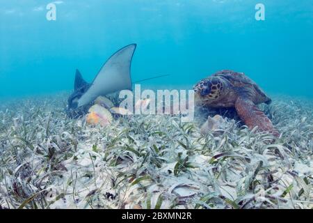 La mouille de Loggerhead se nourrit du conch de la reine dans l'herbe de mer de la barrière de corail de Belize. Banque D'Images
