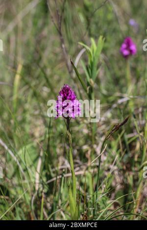 Gros plan inflorescence de l'orchidée pyramidale, nom latin Anacamptis pyramidalis à la réserve naturelle spéciale de Sélévenj heath (Selefenjske pustar) à Vo Banque D'Images