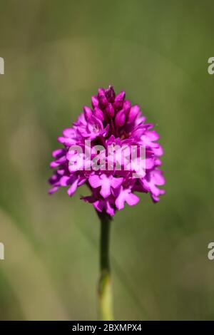 Gros plan inflorescence de l'orchidée pyramidale, nom latin Anacamptis pyramidalis à la réserve naturelle spéciale de Sélévenj heath (Selefenjske pustar) à Vo Banque D'Images