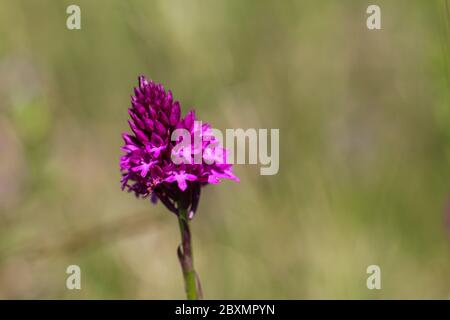 Gros plan inflorescence de l'orchidée pyramidale, nom latin Anacamptis pyramidalis à la réserve naturelle spéciale de Sélévenj heath (Selefenjske pustar) à Vo Banque D'Images