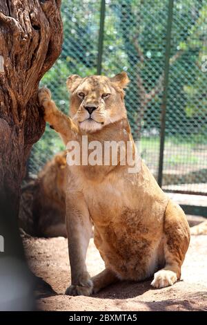 Portrait d'une lionne avec son patte reposant sur un tronc d'arbre au zoo Banque D'Images