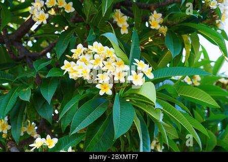 Buissons de fleurs blanches contre le ciel bleu le jour de l'été Banque D'Images