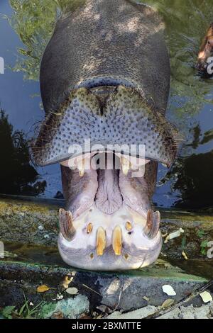 Hippopotame avec sa bouche ouverte attendant la nourriture dans un zoo Banque D'Images