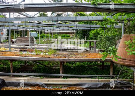 Table de plante endommagée ancienne dans une serre abandonnée Banque D'Images