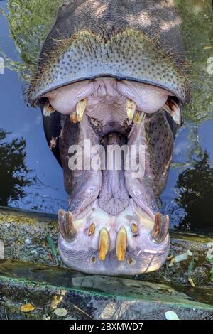 Hippopotame avec sa bouche ouverte attendant la nourriture dans un zoo Banque D'Images