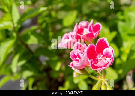 Gros plan sur une fleur de granit rose et blanche sur un balcon. Banque D'Images