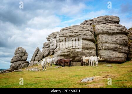 Poneys Dartmoor près de Tor selle, Dartmoor, Devon, UK Banque D'Images