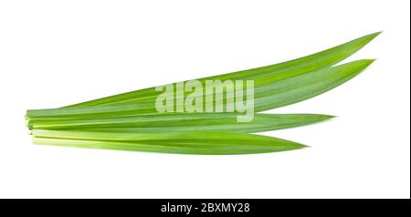 Feuilles de Pandan vert frais isolées sur fond blanc. Banque D'Images