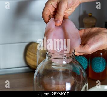 Scoby, mains tenant le champignon du thé dans un pot en verre. Banque D'Images