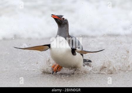 Gentoo Penguin, Pygoscelis papouasie, un oiseau adulte qui débarque sur la plage au retour de la pêche, île des Bleaker, îles Falkland, janvier Banque D'Images