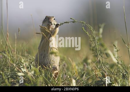 Écureuil de sol européen, Suslik d'Europe, genre Spermophilus, Autriche Banque D'Images