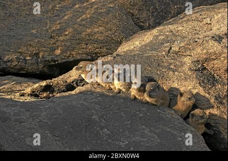 rock dassie, Procavia capensis, afrika Banque D'Images