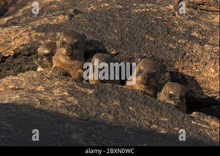 rock dassie, Procavia capensis, afrika Banque D'Images