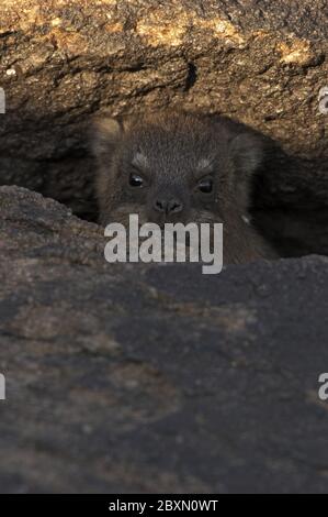 rock dassie, Procavia capensis, afrika Banque D'Images