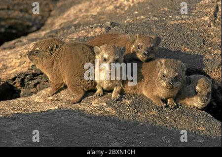 rock dassie, Procavia capensis, afrika Banque D'Images