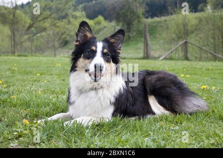 Berger Australien, Australischer Schaeferhund Banque D'Images