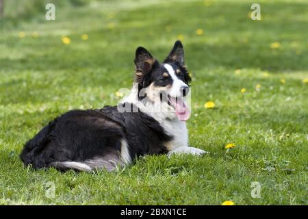 Berger Australien, Australischer Schaeferhund Banque D'Images