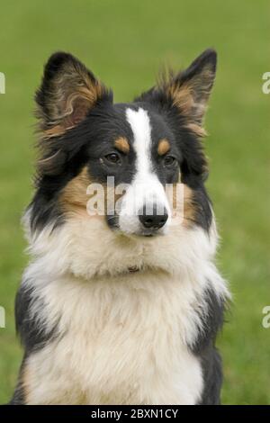 Berger Australien, Australischer Schaeferhund Banque D'Images