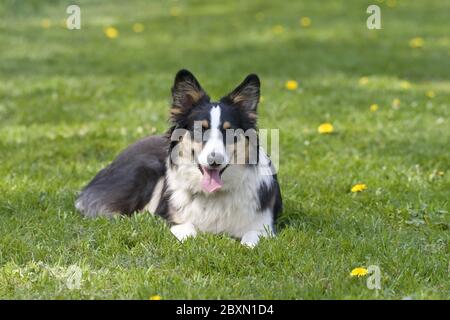 Berger Australien, Australischer Schaeferhund Banque D'Images