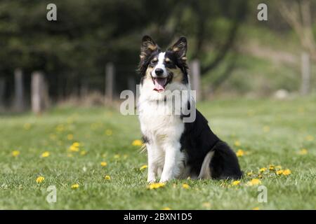 Berger Australien, Australischer Schaeferhund Banque D'Images