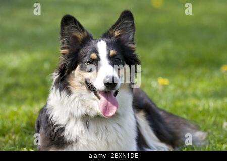 Berger Australien, Australischer Schaeferhund Banque D'Images