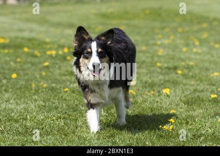 Berger Australien, Australischer Schaeferhund Banque D'Images