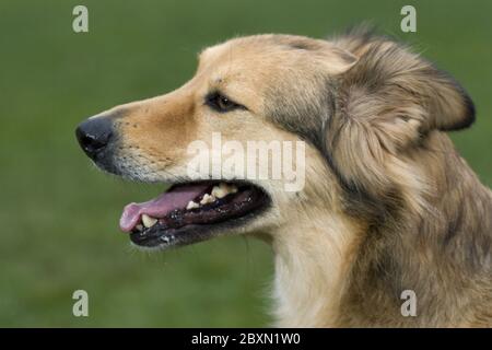 Chien mixte, chien mi-race, berger Banque D'Images