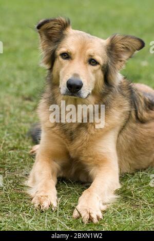 Chien mixte, chien mi-race, berger Banque D'Images