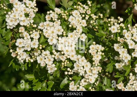 Mai ou fleur d'aubépine (Crataegus monogyna) fleurs blanches sur un petit arbre parfumé typique du printemps, Berkshire, mai Banque D'Images