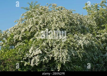 Mai ou arbre d'aubépine en pleine fleur (Crataegus monogyna) fleurs blanches sur un petit arbre parfumé typique du printemps, Berkshire, mai Banque D'Images