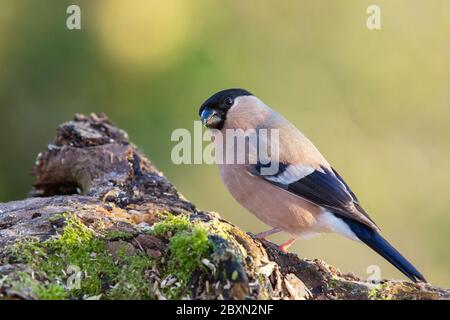 Bullfinch, femelle [ Pyrrhula pyrrhula ] se nourrissant de log appâté Banque D'Images