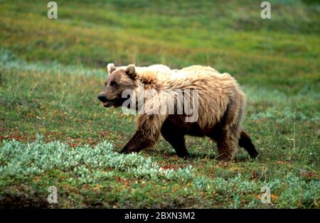 Grizzli, Silvertip, Tundra, Denali-NP, Alaska Banque D'Images