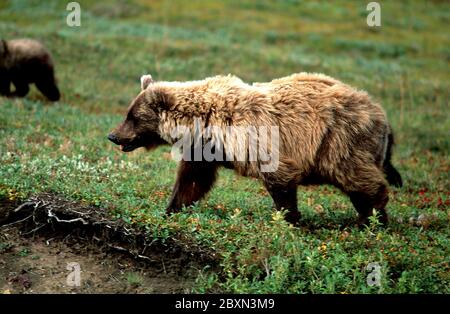 Grizzli, Silvertip, Tundra, Denali-NP, Alaska Banque D'Images